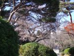 旧土浦市役所本庁舎の冬桜